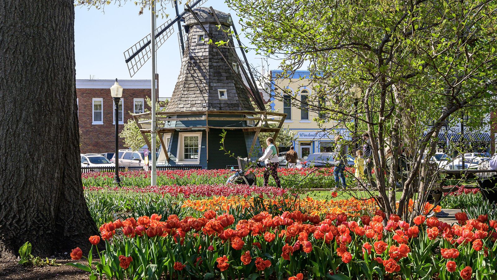 A small Dutch windmill in a downtown Pella park behind beds of red and orange tulips.